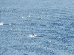 QueenVictoria2015-063